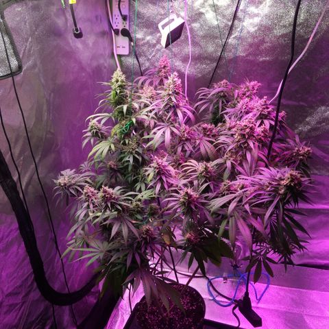 Plant 1 growlog timeline photo
