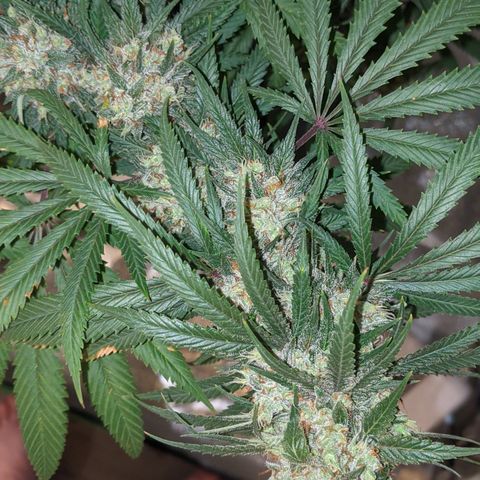 Plant 1 growlog timeline photo