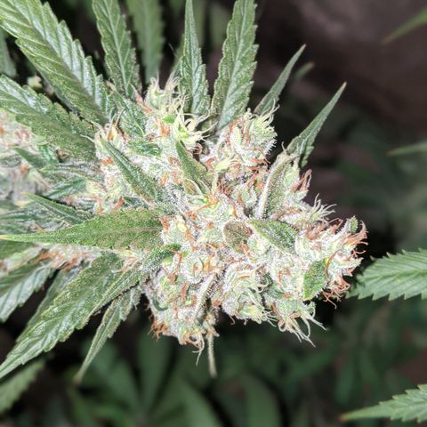 Plant 1 growlog timeline photo