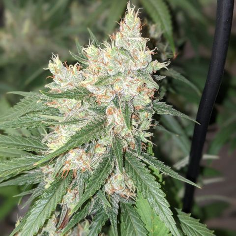 Plant 1 growlog timeline photo
