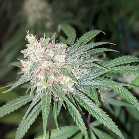 Plant 1 growlog timeline photo
