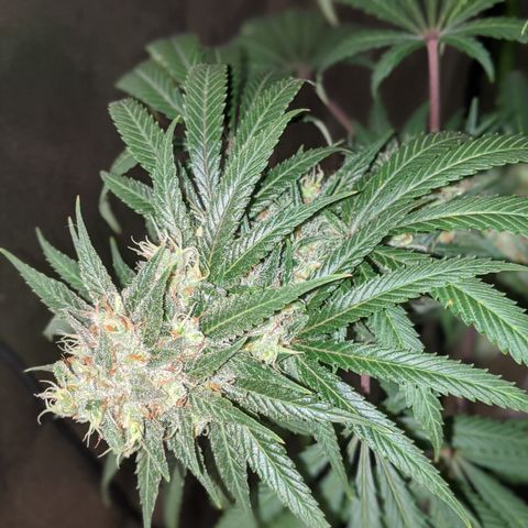 Plant 1 growlog timeline photo