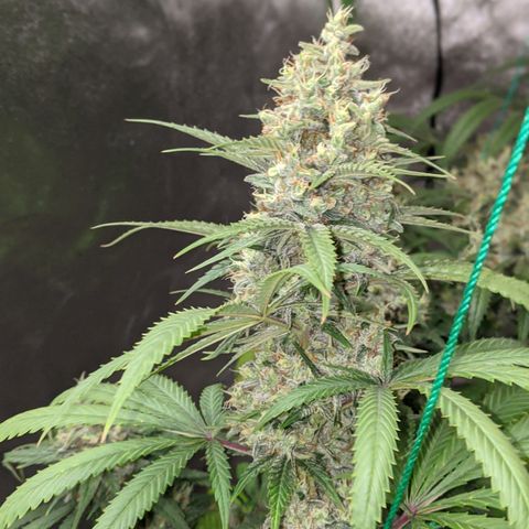 Plant 1 growlog timeline photo