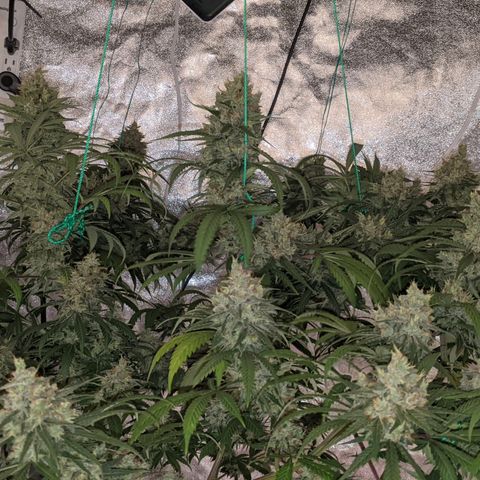 Plant 1 growlog timeline photo