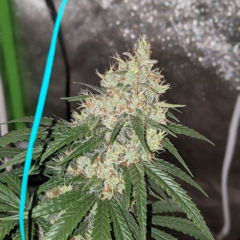 Plant 1 growlog timeline photo
