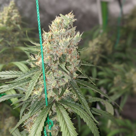 Plant 1 growlog timeline photo