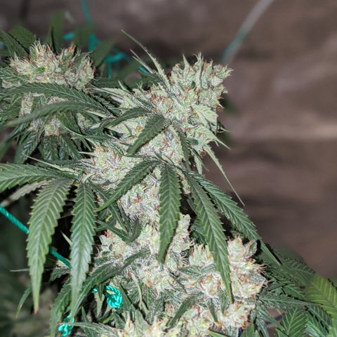 Plant 1 growlog timeline photo