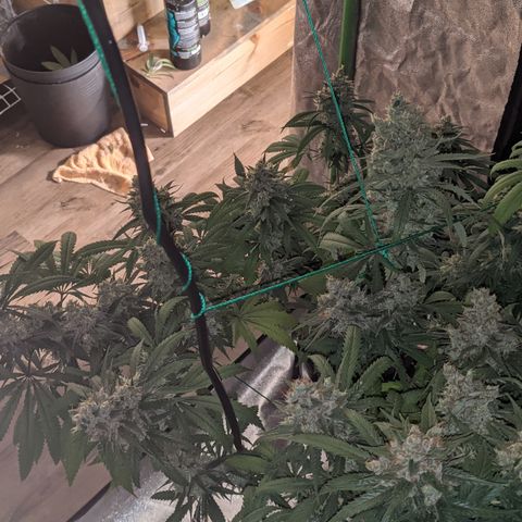 Plant 1 growlog photo: Cool day. Frostier than yesterday 