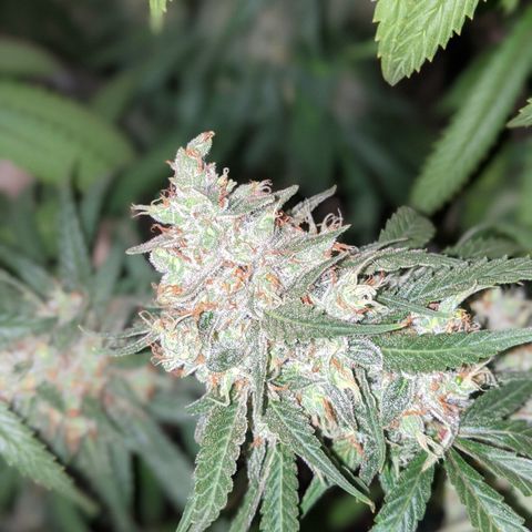 Plant 1 growlog photo: Cool day. Frostier than yesterday 