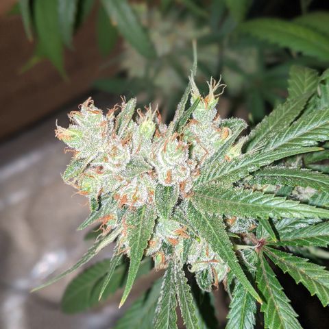 Plant 1 growlog photo: Cool day. Frostier than yesterday 