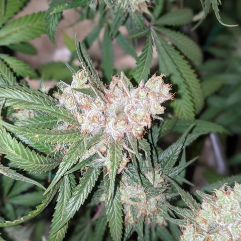 Plant 1 growlog photo: Cool day. Frostier than yesterday 