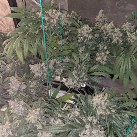 Plant 1 growlog photo: Cool day. Frostier than yesterday 