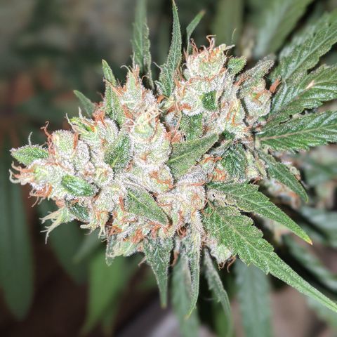 Plant 1 growlog photo: Cool day. Frostier than yesterday 