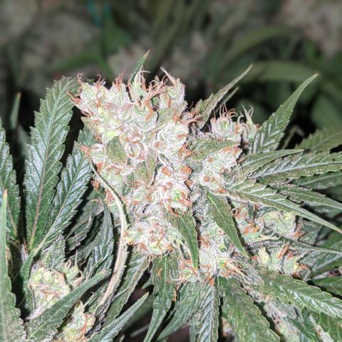 Plant 1 growlog photo: Cool day. Frostier than yesterday 