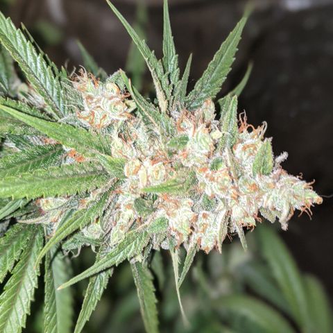 Plant 1 growlog photo: Cool day. Frostier than yesterday 