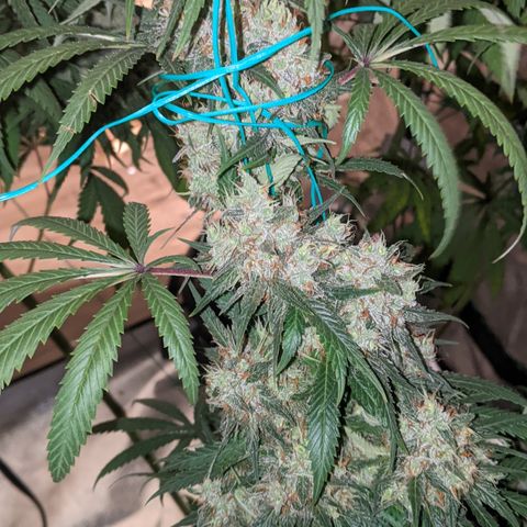 Plant 1 growlog photo: Cool day. Frostier than yesterday 