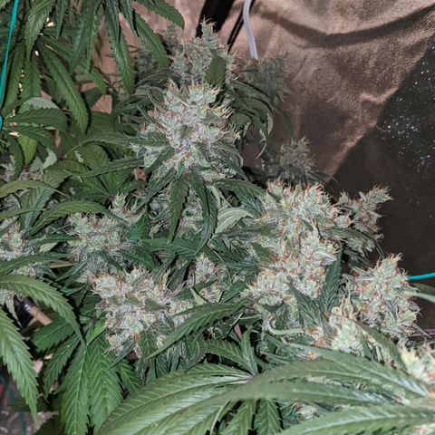 Plant 1 growlog photo: Cool day. Frostier than yesterday 