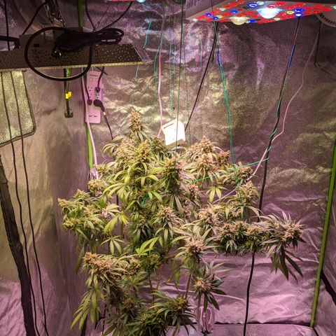 Plant 1 growlog timeline photo