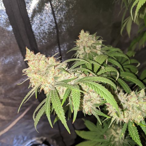 Plant 1 growlog timeline photo