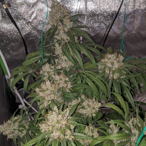 Plant 1 growlog timeline photo