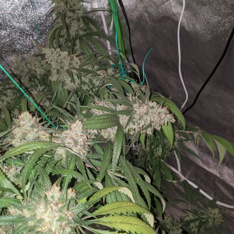 Plant 1 growlog timeline photo
