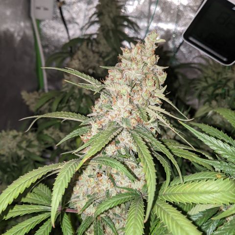 Plant 1 growlog timeline photo