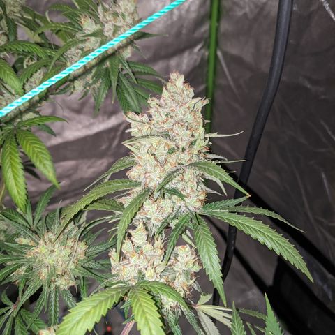 Plant 1 growlog timeline photo