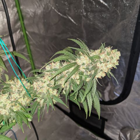 Plant 1 growlog timeline photo