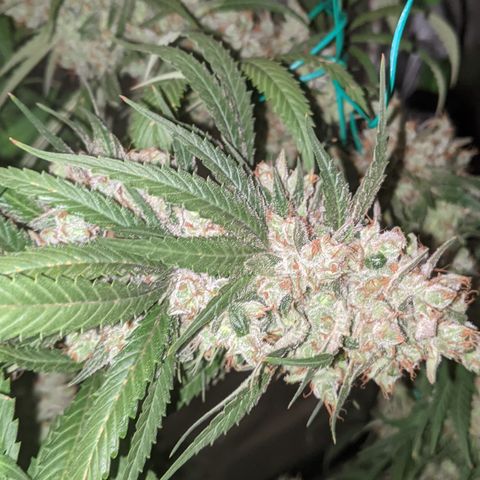 Plant 1 growlog photo: Harvest time 