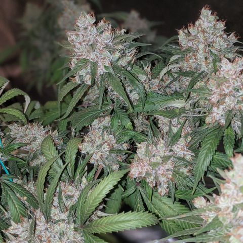 Plant 1 growlog photo: Harvest time 