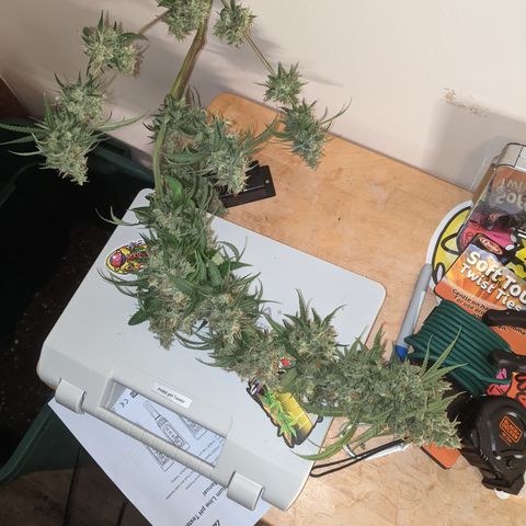 Plant 1 growlog photo: Harvest time 
