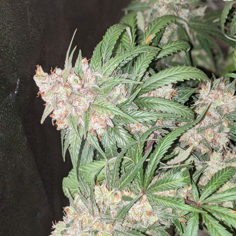 Plant 1 growlog photo: Harvest time 