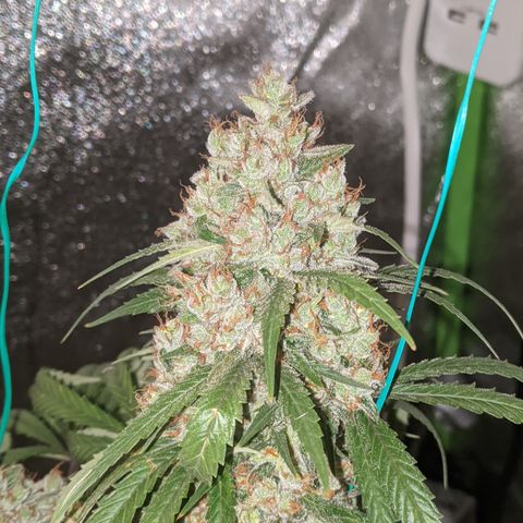 Plant 1 growlog photo: Harvest time 