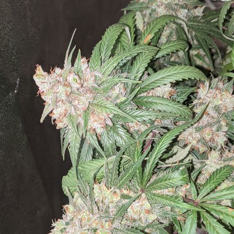 Plant 1 growlog photo: Harvest time 