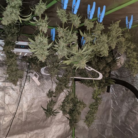 Plant 1 growlog photo: Harvest time 