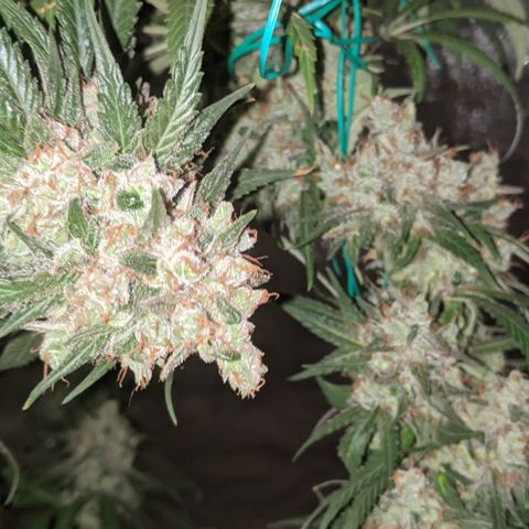 Plant 1 growlog photo: Harvest time 