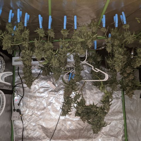 Plant 1 growlog photo: Harvest time 