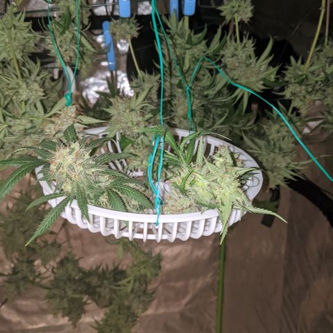 Plant 1 growlog photo: Harvest time 