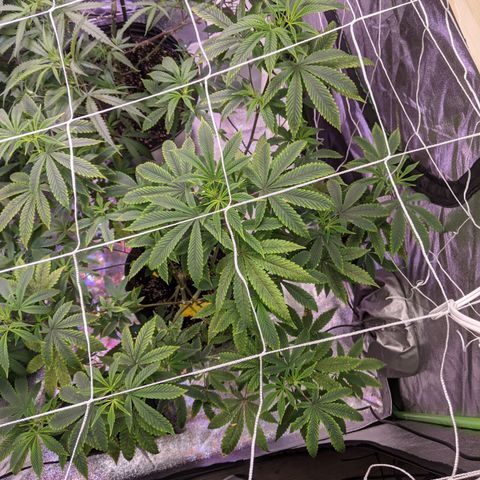 Blueberry kush #2 growlog timeline photo