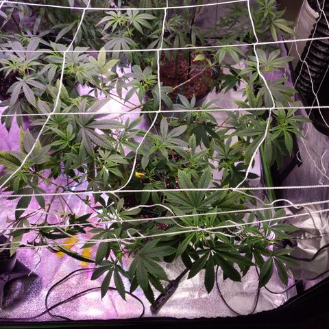 Blueberry kush #2 growlog timeline photo