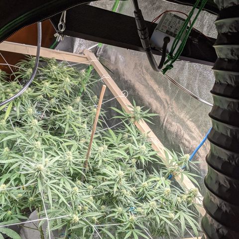 Strawberry clones #1 left growlog timeline photo