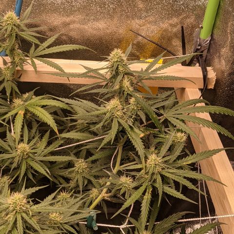Strawberry clones #1 left growlog timeline photo