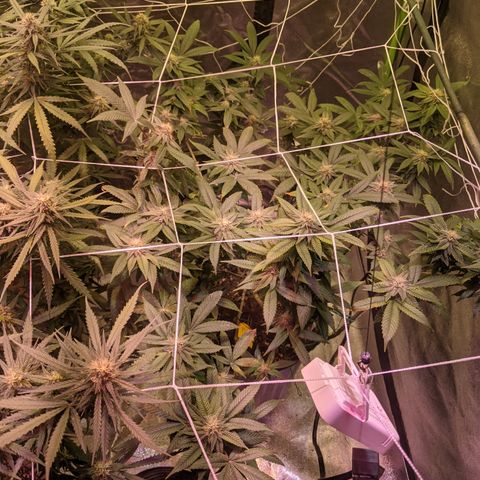 Blueberry kush #2 growlog timeline photo