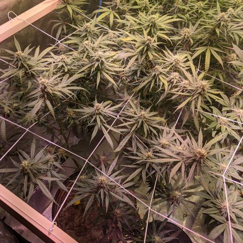 Strawberry clones #1 left growlog timeline photo