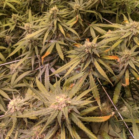 Strawberry clones #1 left growlog photo: Noticing problems 