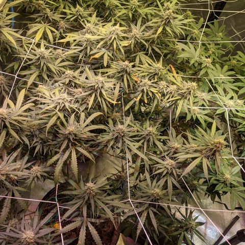 Strawberry clones #1 left growlog photo: Noticing problems 