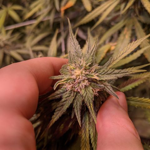Strawberry clones #1 left growlog photo: Noticing problems 