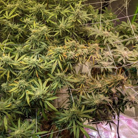Strawberry clones #1 left growlog photo: Damage progressing 