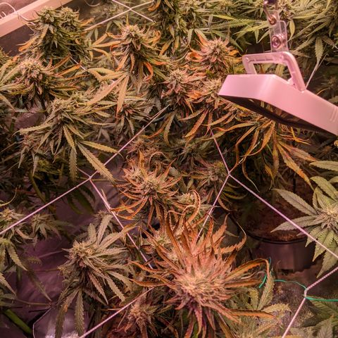 Strawberry clones #1 left growlog photo: More damage 