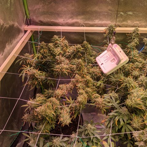 Strawberry clones #1 left growlog timeline photo